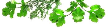 Coriander